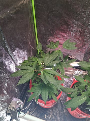 S&D  First Grow — vegetative, day 21