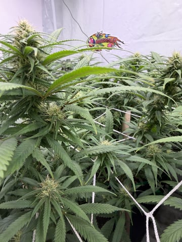 Indoor Grow  — flower, day 168