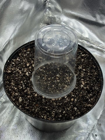 White Widow — germination, day 7
