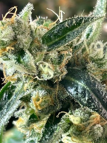 tent grow — flower, day 68