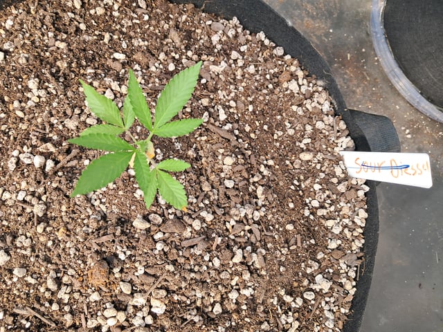 re-start new germination — vegetative, day 31