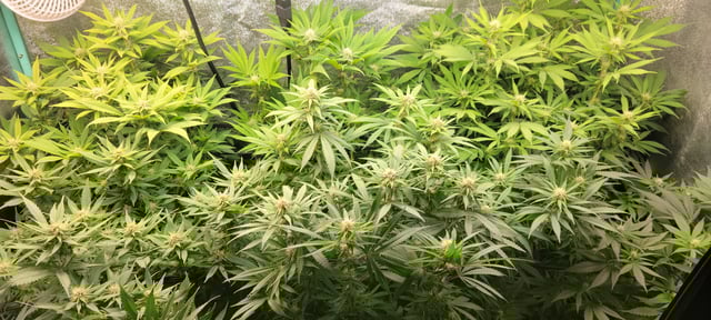 $chooners Grow — flower, day 13