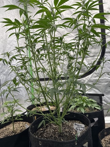 Bannana Jelousy x Guava Auto — flower, day 63