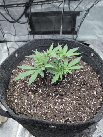 Girl Scout Cookies — vegetative, day 45