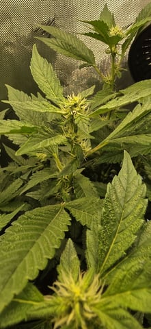 Ace Killer OG — flower, day 62