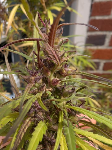 outdoor — flower, day 166