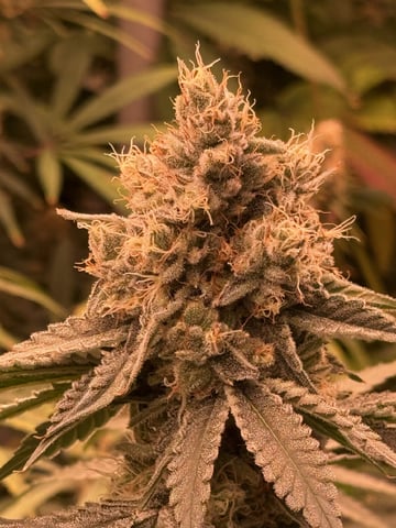 Start over! — flower, day 97