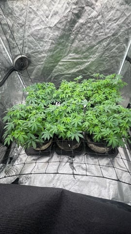 1st Ever Grow (GodFather OG) (Coco) — flower, day 83