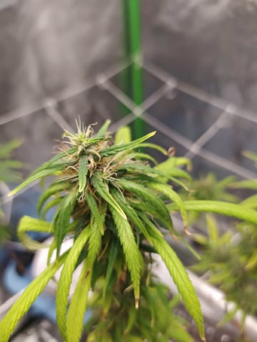 Pren seeds from brazil — flower, day 47