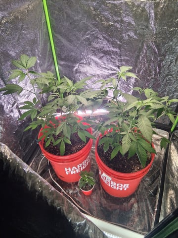 S&D  First Grow — vegetative, day 20