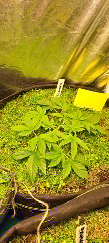 First Grow with the new setup  — vegetative, day 32