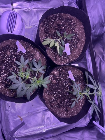 3 autos — vegetative, day 21