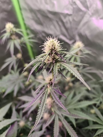 Indoor 1 — vegetative, day 29