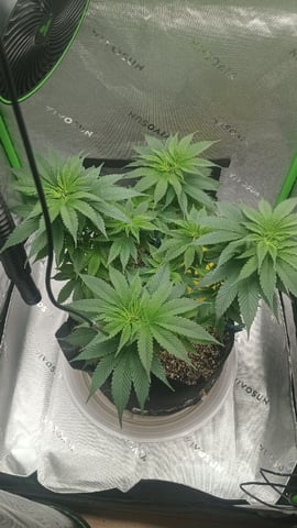 Critical Purple Kush — vegetative, day 78