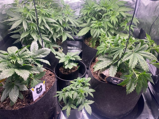Auto Run #1 2025-2026 — vegetative, day 45