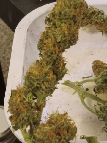 Gorilla Zittels ---also Manderian Sunset -a Applefritter-and Chem Dog -and Mendo Guva! — flower, day 161