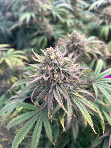 zunami s1 grounded genetics  — flower, day 87