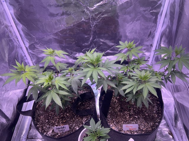 2nd grow — vegetative, day 64