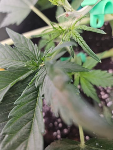 Special Queen 1 Fem+ Watermelon Auto — vegetative, day 27