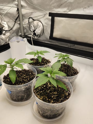 Rings of Saturn & Ghostboosters - Apollo Haze Artisanal Line — seedling_rooting, day 16