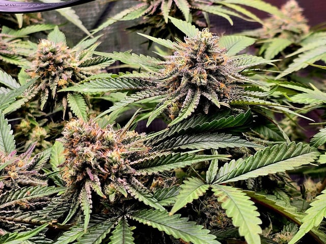 (4)autos  — flower, day 44