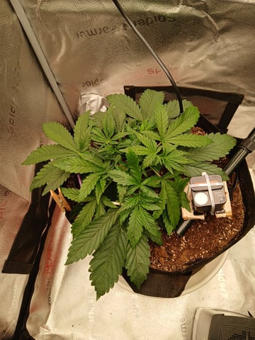 newest ggs setup grow — vegetative, day 26