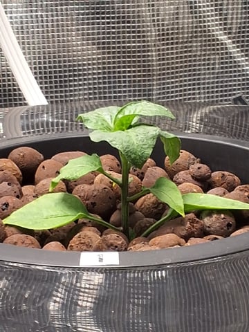 JALAPEÑO 🌶 — vegetative, day 47