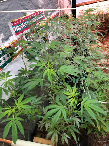 Cinderella 99 — grow_setup, day 2