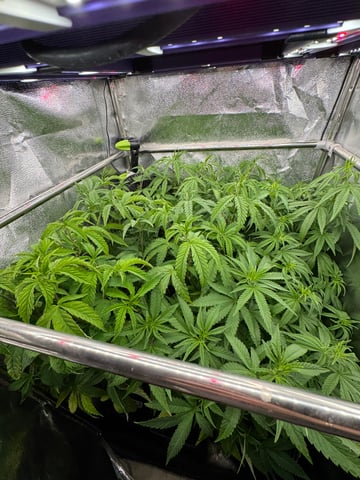 Mimosa x Orange Punch, Runtz Carlton, Gush Mints x Grape Cake Cream