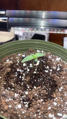 Special Queen#1 Auto — grow_setup, day 2