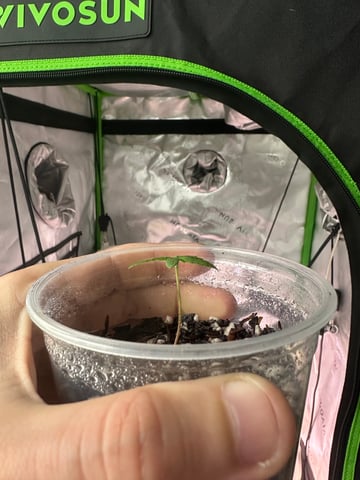 Cabana do Gato — seedling_rooting, day 12
