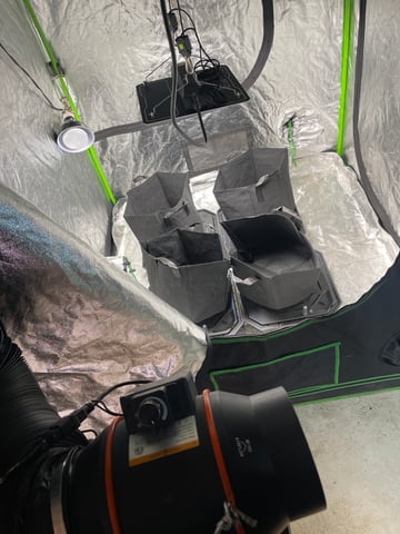 1st Ever Grow (GodFather OG) (Coco) — germination, day 1