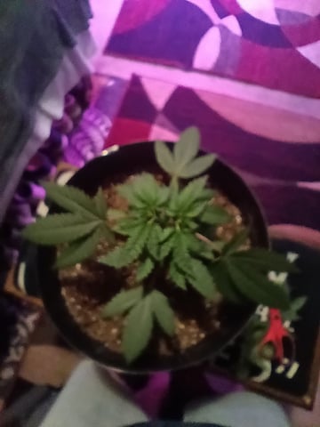 Round Deuce  — vegetative, day 34