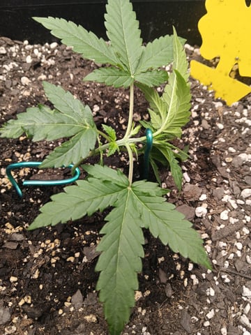 Blueberry auto — vegetative, day 20