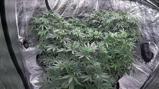Autos — flower, day 36