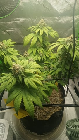 Critical Purple Kush — flower, day 124