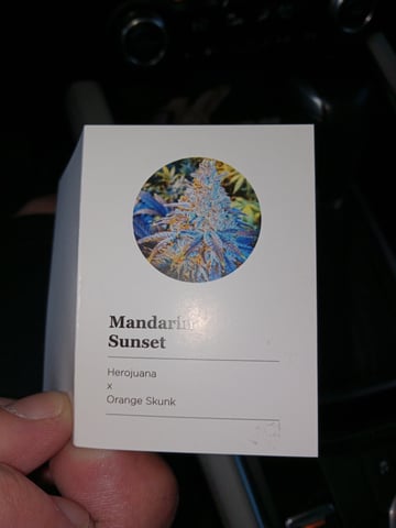 closet grow for veg with a.c infinity air intake fan .With no carbon filter just suction,and spider farmer sf 7000.Then a spider farmer sf tent 4×4×6.5with a G1500 l.e.d from spiderfarmer and spider farmer 6inch clip oscalating fan. — vegetative, day 3