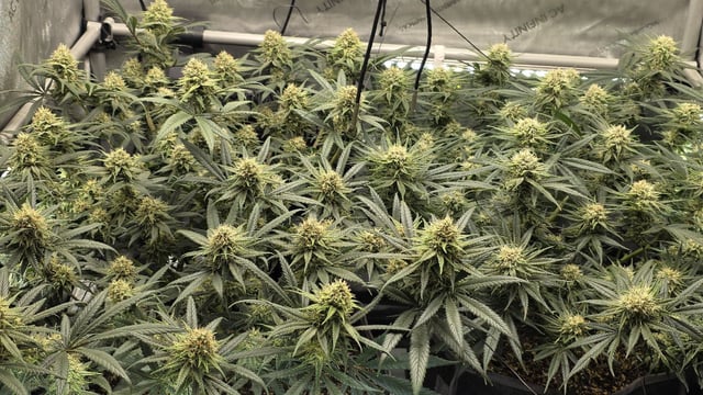 lilac diesel Rbx2 — flower, day 101