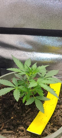 wedding cake auto flower — vegetative, day 24