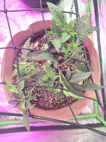 2025-26 — vegetative, day 30