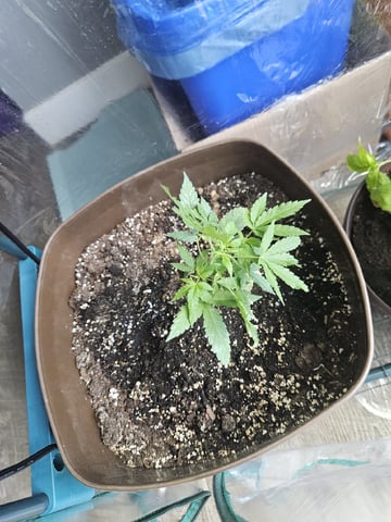 Blue Jamacian (Jess) — vegetative, day 96