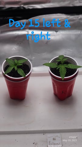 wedding — vegetative, day 1