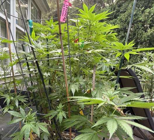 Lambs Breath legend 