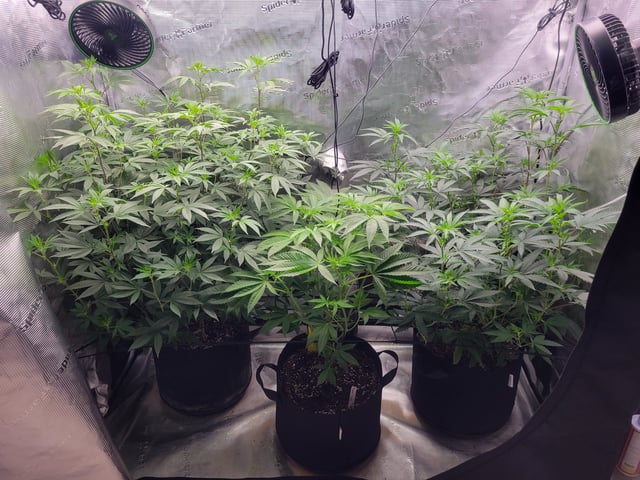 Grow — flower, day 48