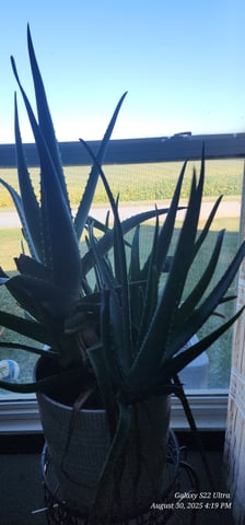 EZ Cloning #101 — germination, day 1