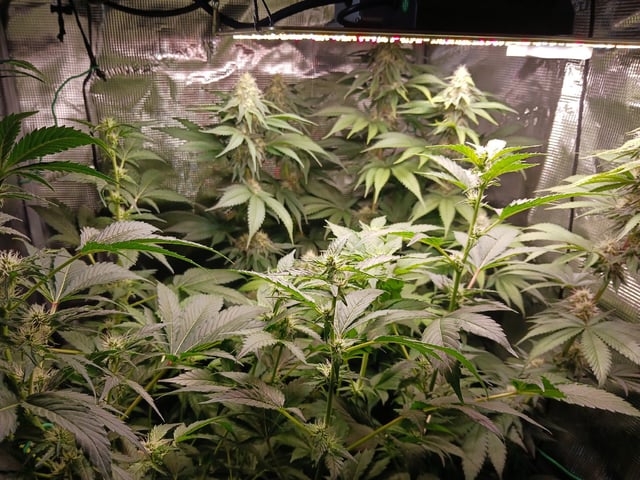 Gorilla Sherbert Feminized From Blimburn Seeds  — flower, day 71