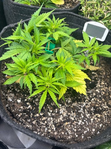 winter 25-26 — vegetative, day 25