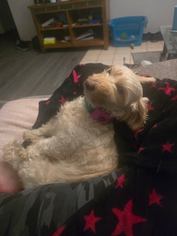 2nd Autoflower Indoor Grow — flower, day 107