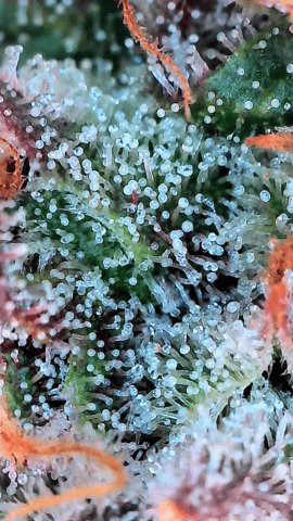 Grow #4 — flower, day 83