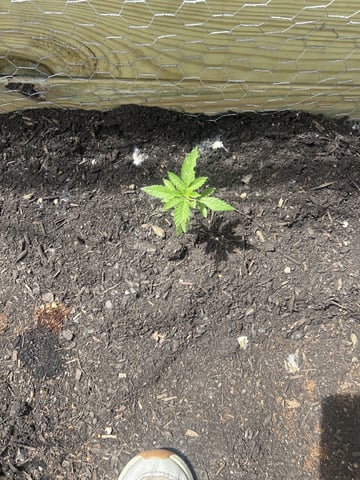 Tincture Trial — vegetative, day 25